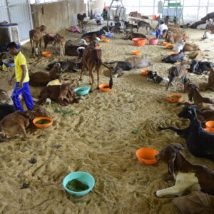 cows shelter