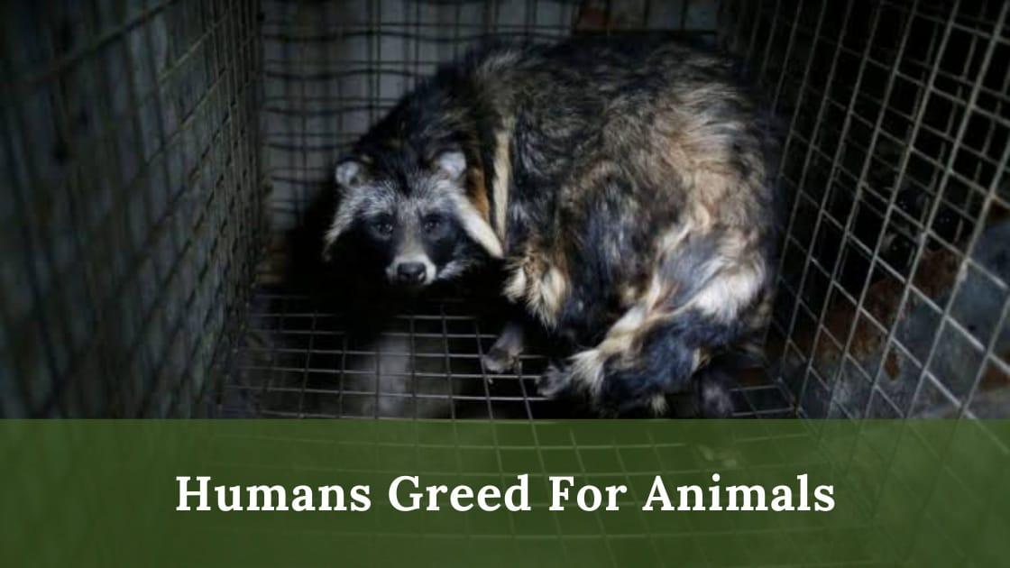 Human greed for animals