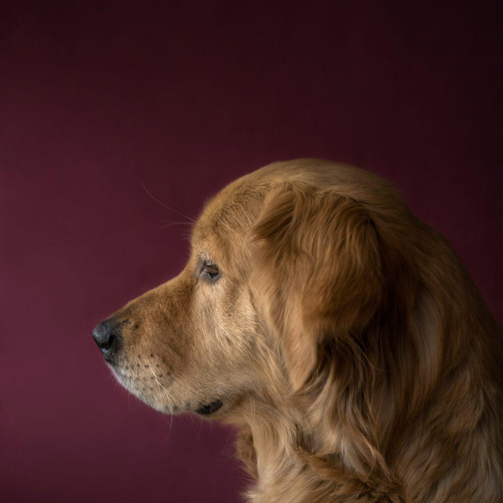 Pets in Diwali