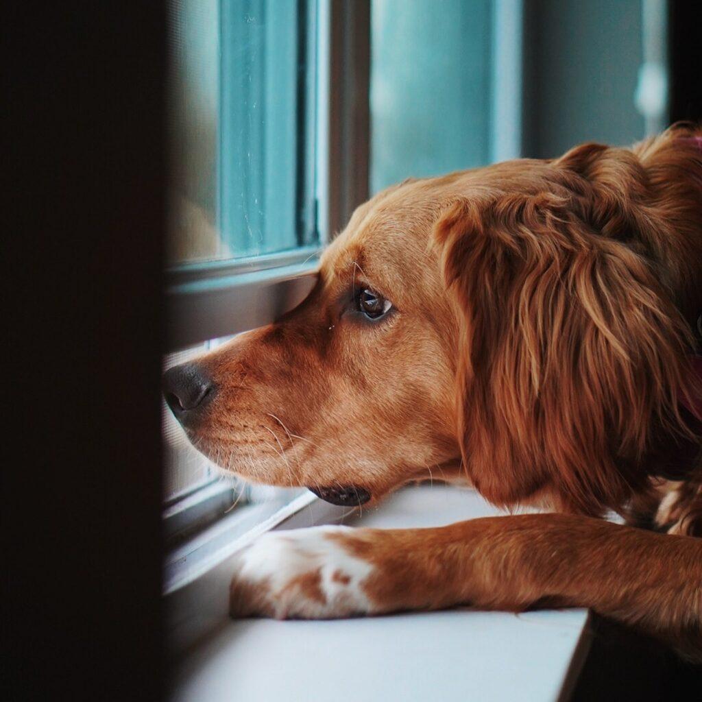 Pets in Diwali