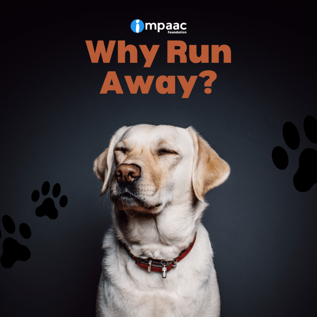 Why Do Dogs Run Away?