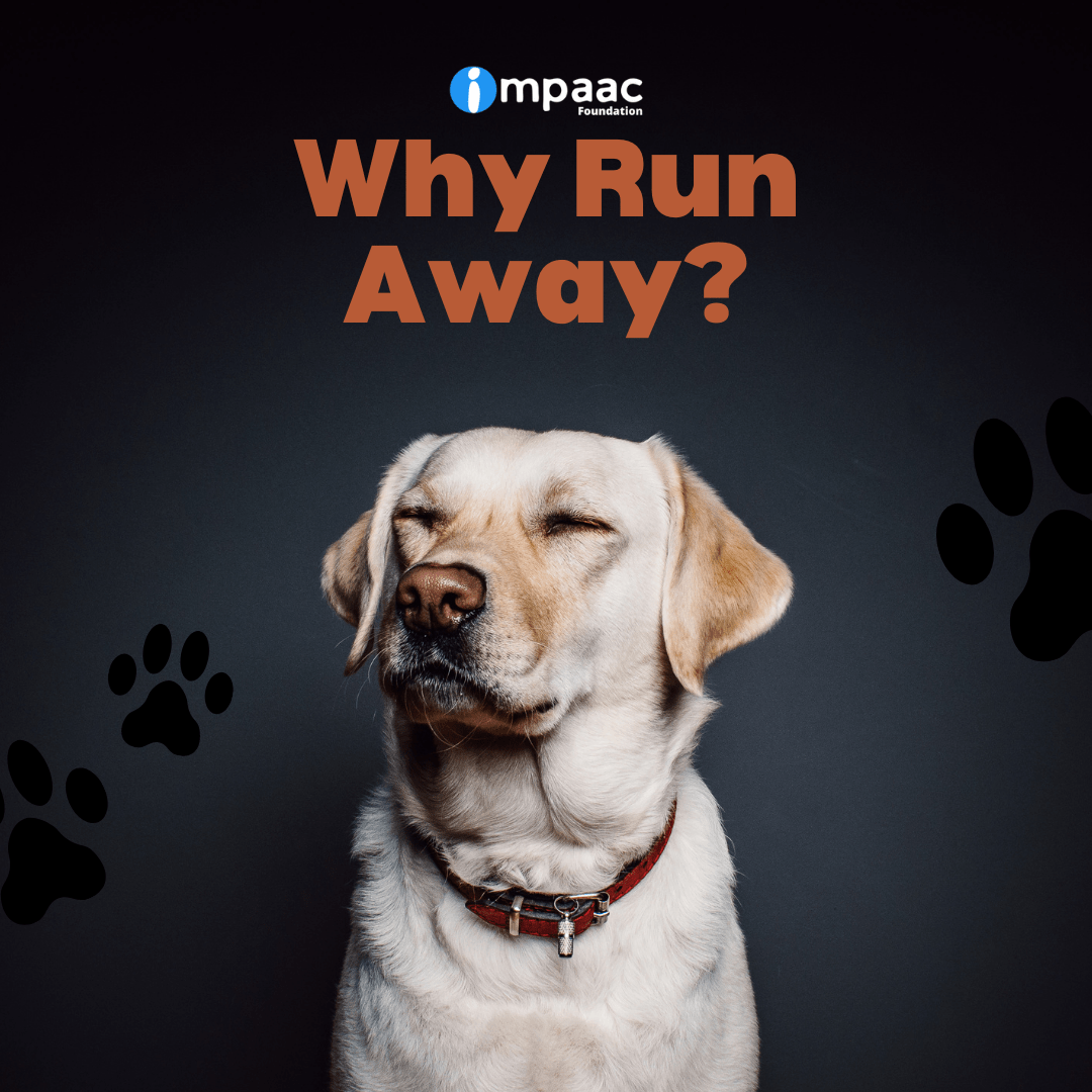 Why Do Dogs Run Away? → Impaac blog