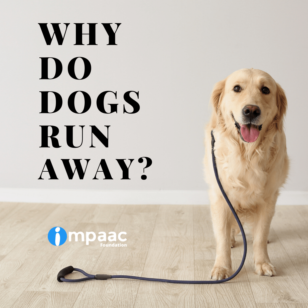 Why Do Dogs Run Away?