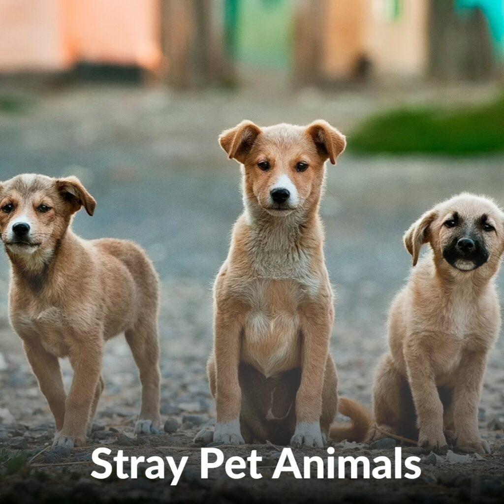 stray animals