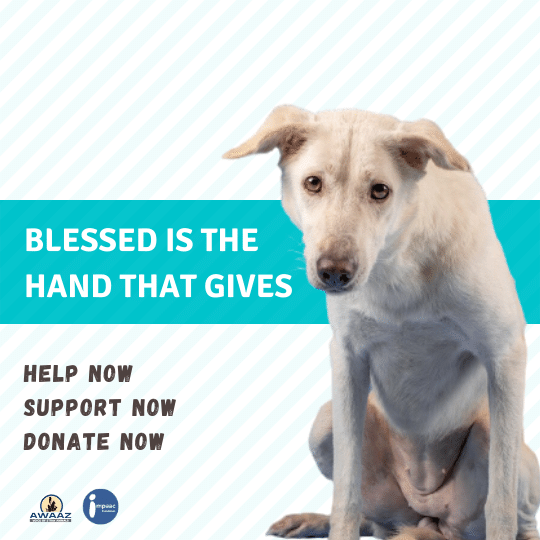 protect and help stray animals