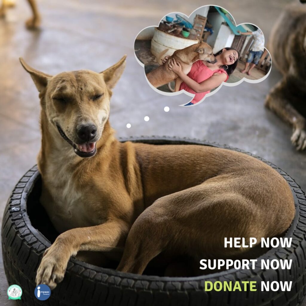donate for poor dogs with impaac
