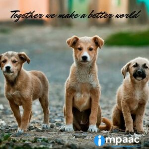 help strays care compassion