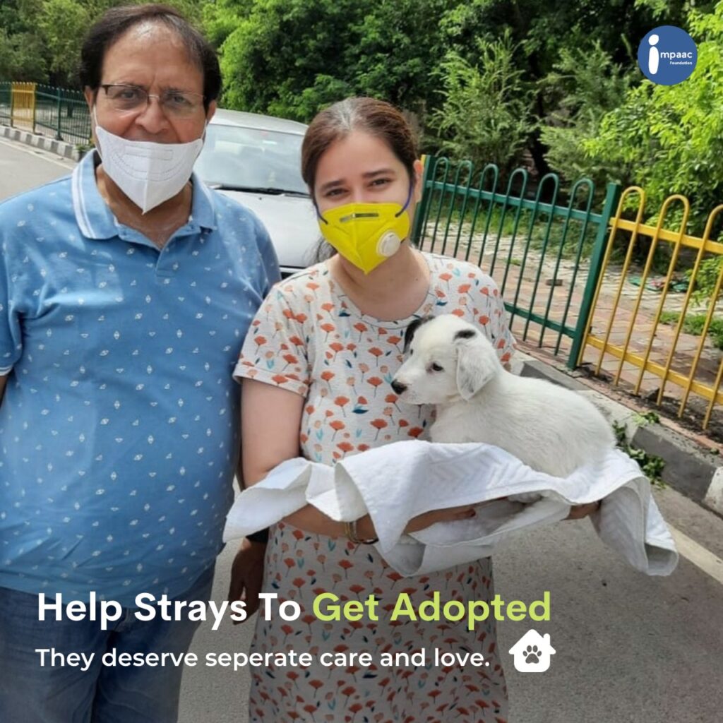 help strays to get adopted