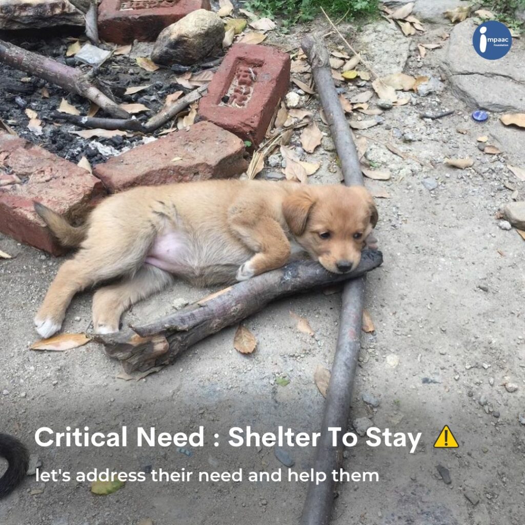 donate for poor dogs