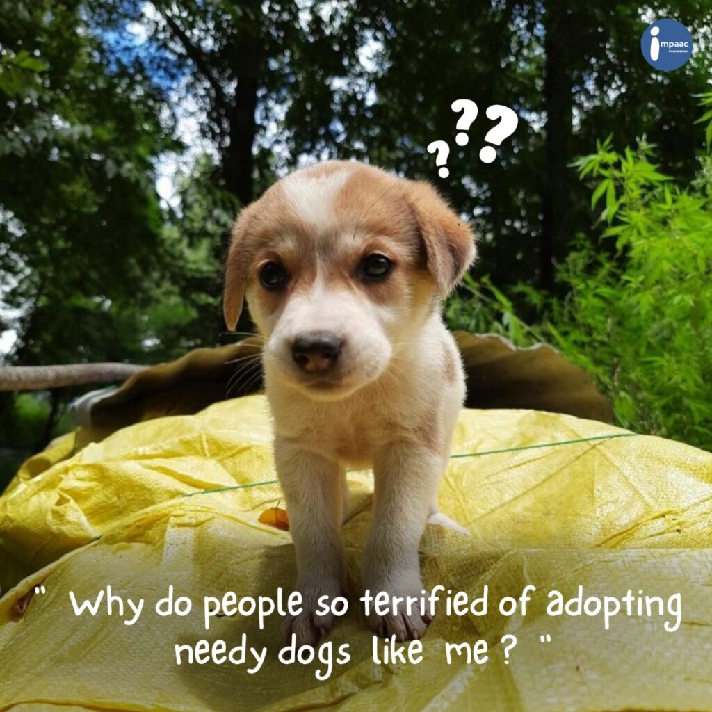 donate for poor dogs