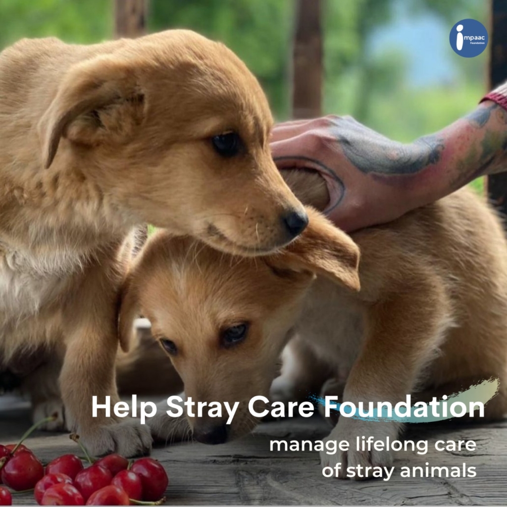 donate for poor dogs
