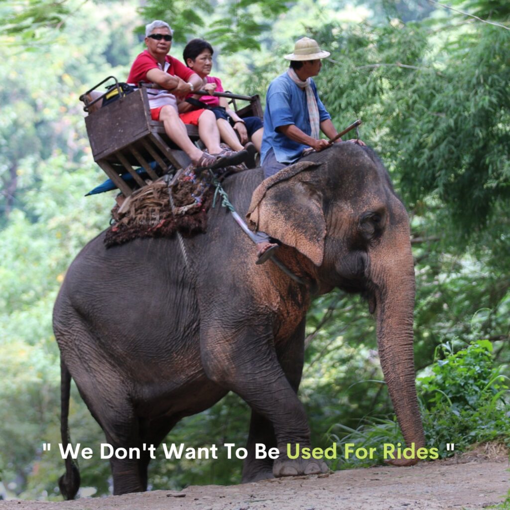 help injured elephant rides beaten tortured Impaac