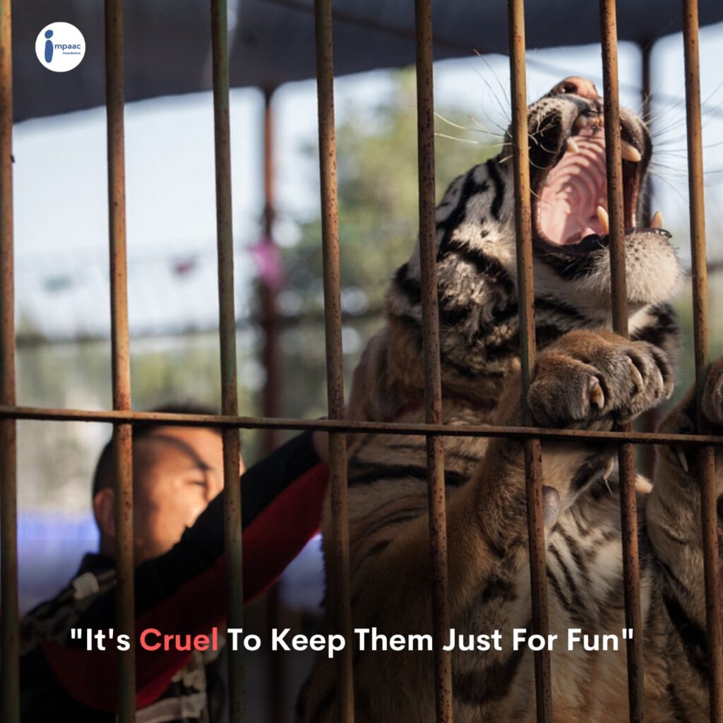 tiger save zoo circus help donate