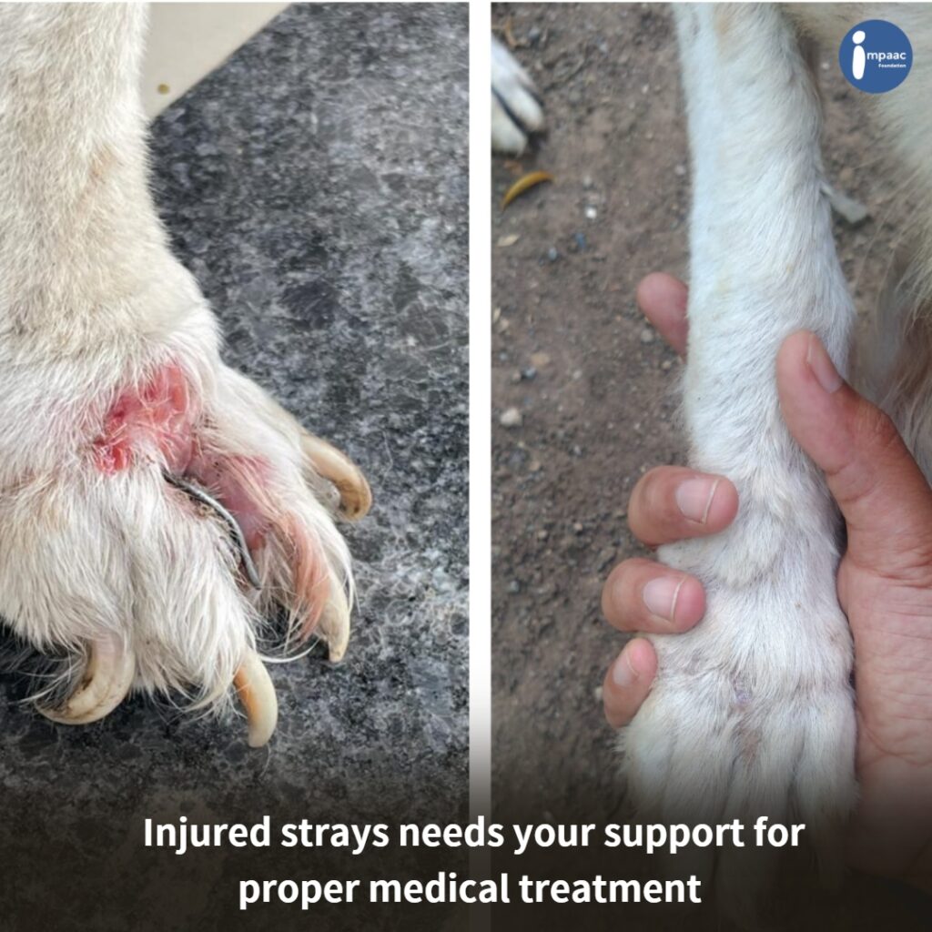 Straycare Technicalsupport Protectthestrays Crowdfunding Donateforgood Raisingfunds 100%freeplatform Helpanimals Savedogs Adopttheabandoned Rescuetheinjured Donations Helpthestrays Supportimpaac