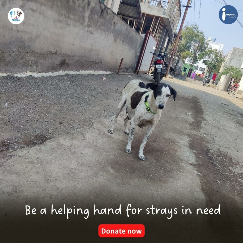 Straycare Technicalsupport Protectthestrays Crowdfunding Donateforgood Raisingfunds 100%freeplatform Helpanimals Savedogs Adopttheabandoned Rescuetheinjured Donations Helpthestrays Supportimpaac