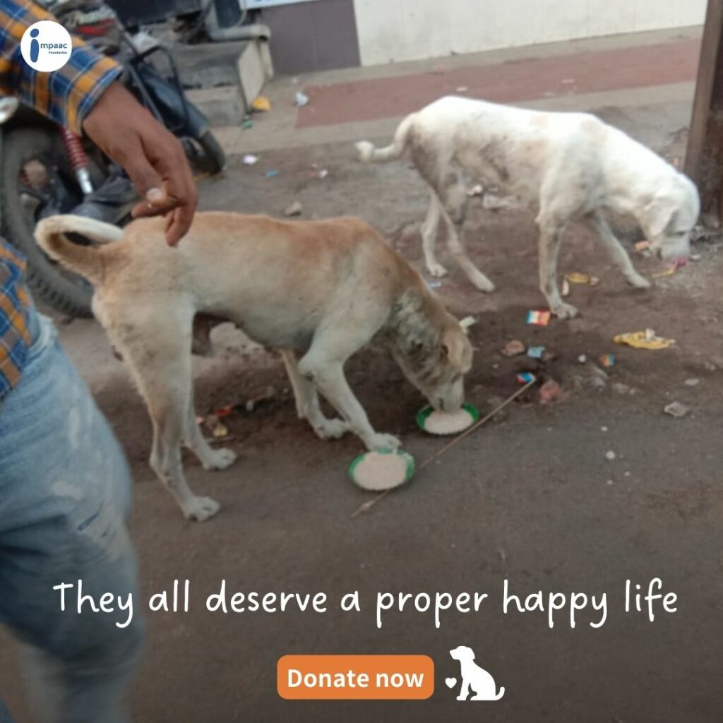 NGO crowdfunding social platform Impaac Foundation help support donate