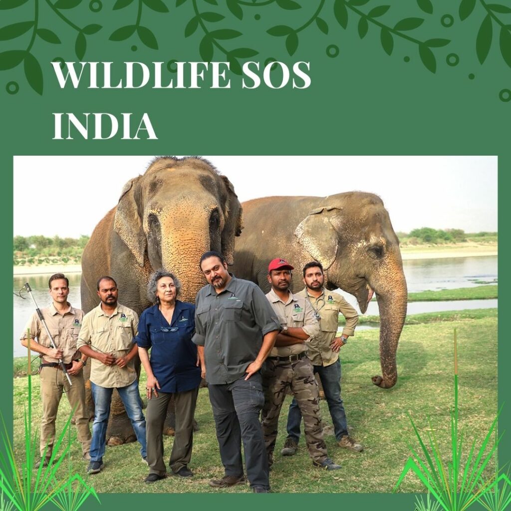NGO crowdfunding social platform Impaac Foundation help support donate Wildlife SOS India