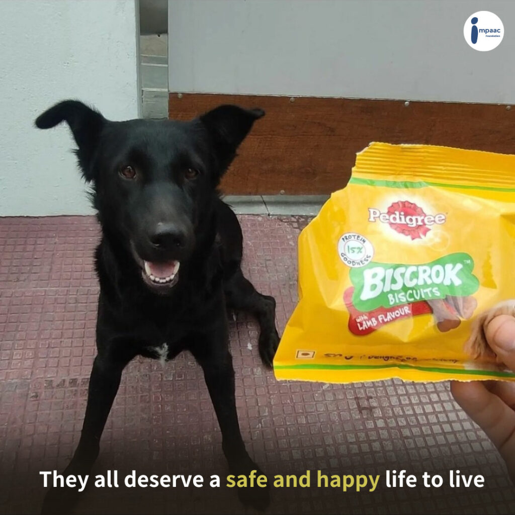 Support Dora Animal Welfare To Save Stray Animals Of Dehradun → Impaac  Foundation