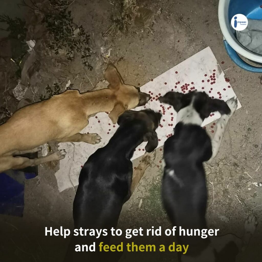 stray society feeding