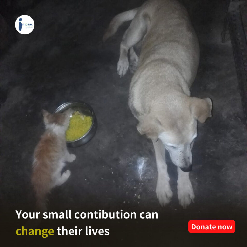 NGO crowdfunding social platform Impaac Foundation help support donate