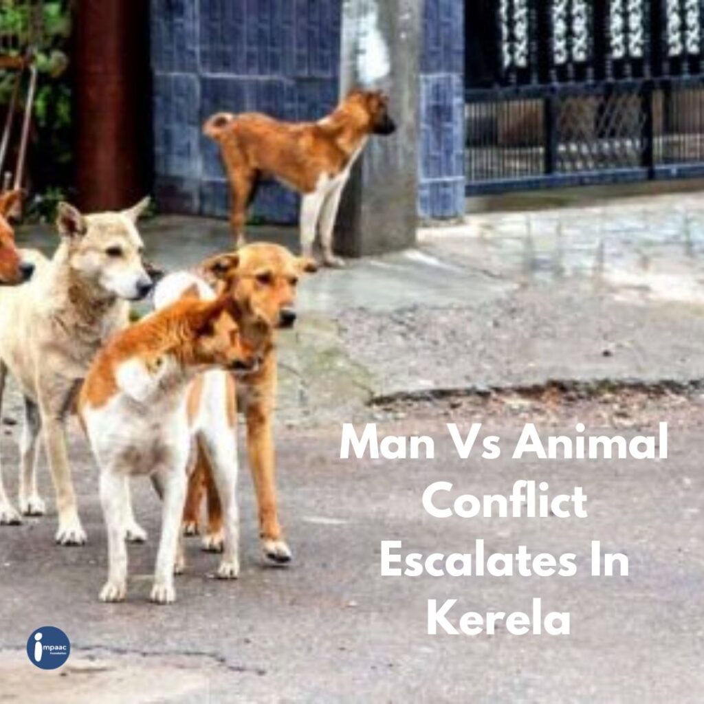 Crowdfunding-Benefits-Impaac-Foundation-non-profit-platform-sustainable-afforestation-deforestation-sustainable-planet-sustain-save-protect-donate-dog-Kerala-StrayAnimals-KeralaGovernment-Culling-Keralite