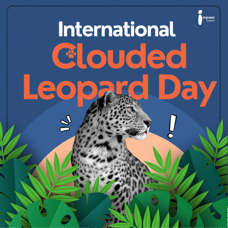 International Clouded Leopard Day: Celebrating and Protecting a Rare