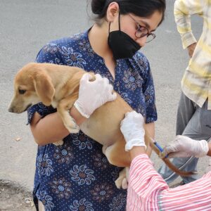 vaccinating stray dogs